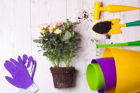 绣球花和园艺用品园艺工具和植物在地板上照片